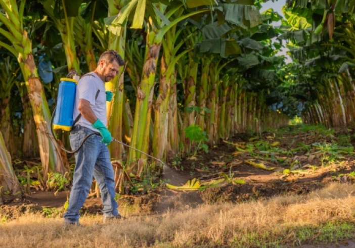 Illustration de l'article : Chlordécone : un portail pour centraliser les informations et les solutions