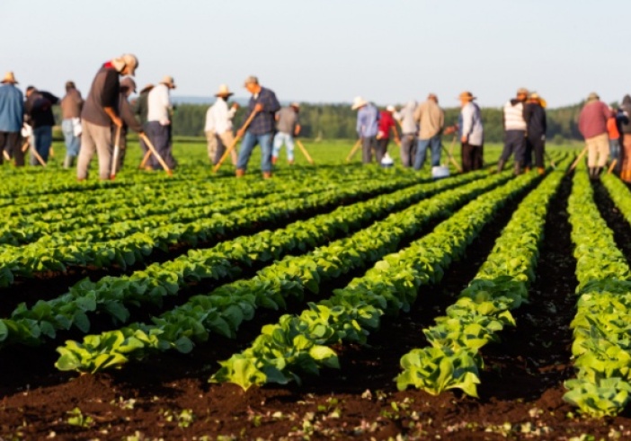 Illustration de l'article : Employeurs agricoles : actualisation de l’exonération TO DE