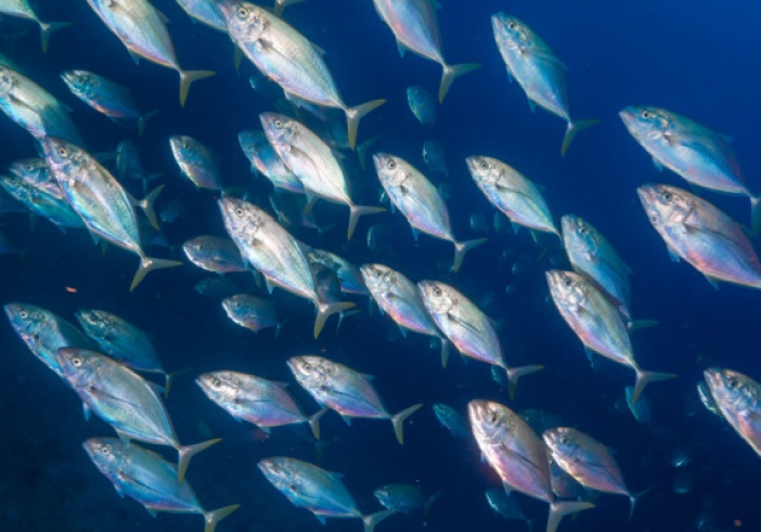 Illustration de l'article : Commande de marchandise : attention à la prescription !