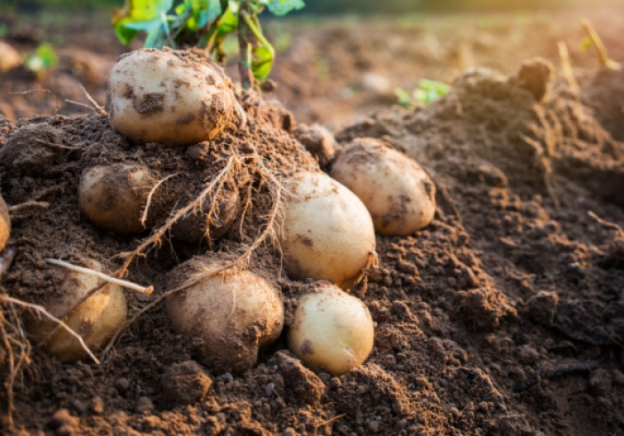 Illustration de l'article : Filière de la pomme de terre : un soutien financier