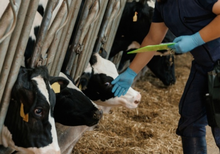 Illustration de l'article : Dermatose nodulaire : des restrictions renforcées