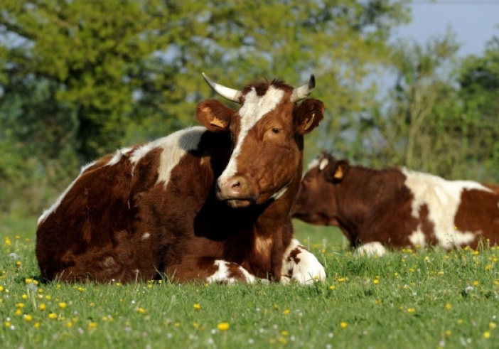 Illustration de l'article : Provision pour hausse de la valeur des stocks de vaches, c’est déjà parti ?
