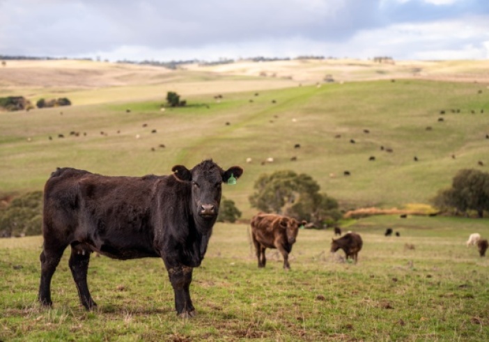 Illustration de l'article : Aides agricoles : précisions pour les bovins et la canne à sucre