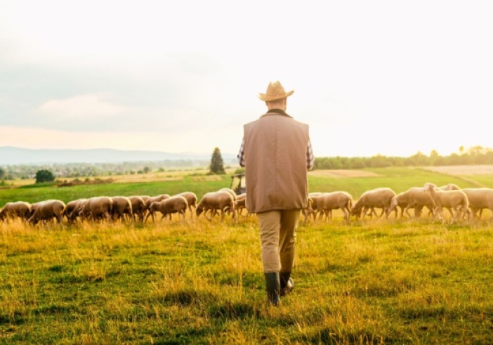 Illustration article : Tuberculose : lutter contre sa propagation dans les troupeaux