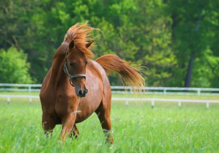 Illustration de l'article : Vente de chevaux vivants : une baisse du taux de TVA en vue ?
