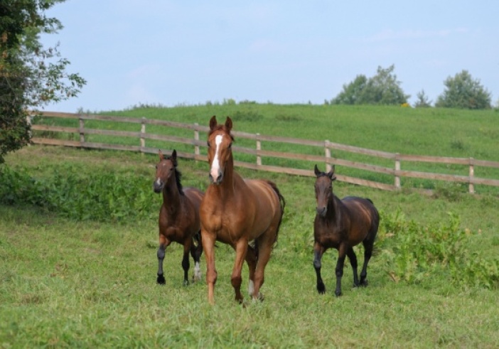 Illustration de l'article : Gardiennage de chevaux : quelle fiscalité appliquer ?