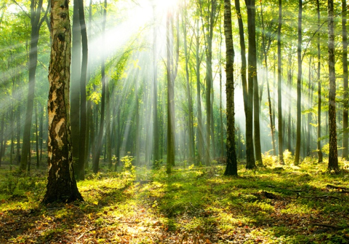 Illustration de l'article : Investissement forestier : un nouveau crédit d’impôt