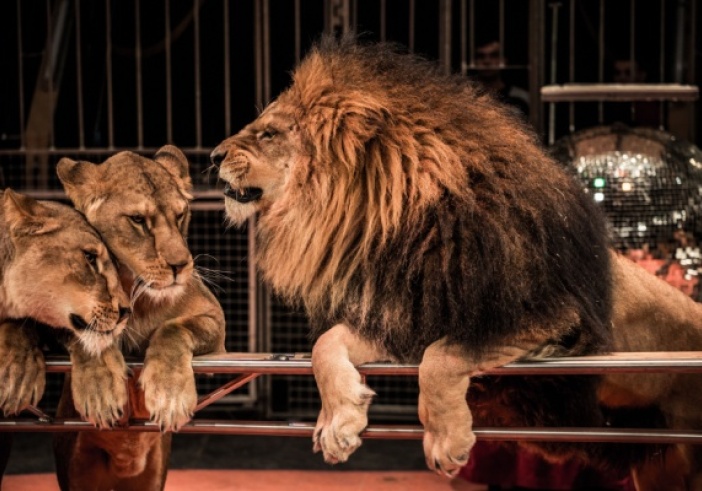 Illustration de l'article : Interdiction des spectacles itinérants avec des animaux non domestiques : des aides possibles