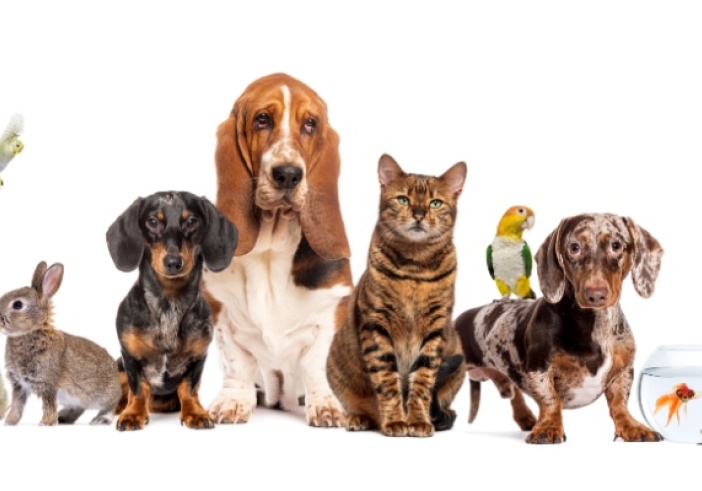 Illustration de l'article : Bien-être animal : une réglementation détaillée