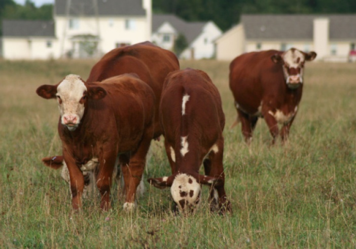 Illustration de l'article : PLU et zonage agricole : vers la création d’un ordre de priorité ?