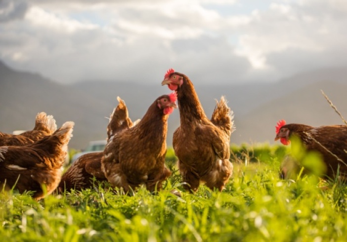 Illustration article : TVA à taux réduit : même pour les volailles « d’un jour » ?