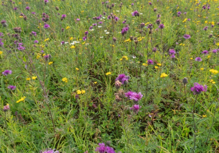 Illustration article : Agriculteurs : moins de jachères pour plus de cultures en 2024 ?