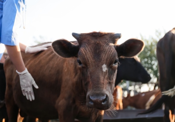 Illustration de l'article : MHE : prolongation pour la distribution des vaccins