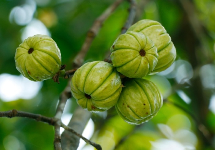 Illustration de l'article : Garcinia cambogia : interdiction temporaire