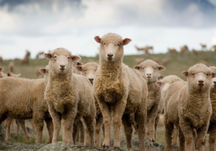 Illustration de l'article : Fièvre catarrhale ovine : quelle est la réponse du Gouvernement ?