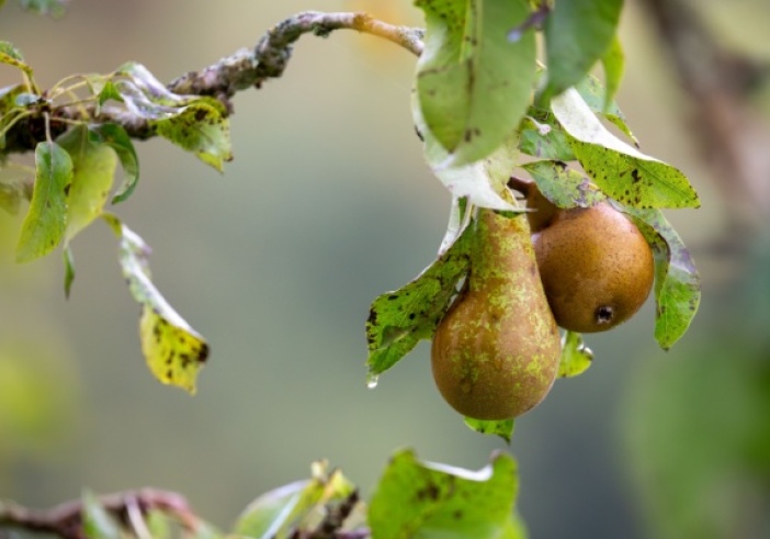 Illustration article : Aides couplées végétales : du nouveau pour la catégorie « Fruits transformés »