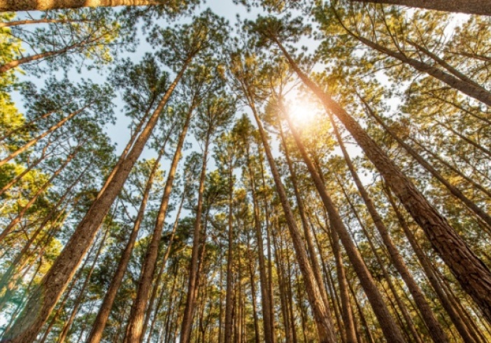 Illustration article : Taux réduit de TVA pour les travaux sylvicoles et d’exploitation forestière : ça continue