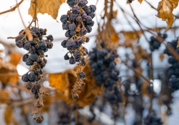 Illustration de l'article : Vignes en friche : une sanction pour protéger les cultures