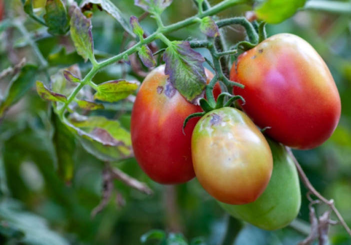 Illustration de l'article : Virus de la tomate : un renforcement des mesures de protection