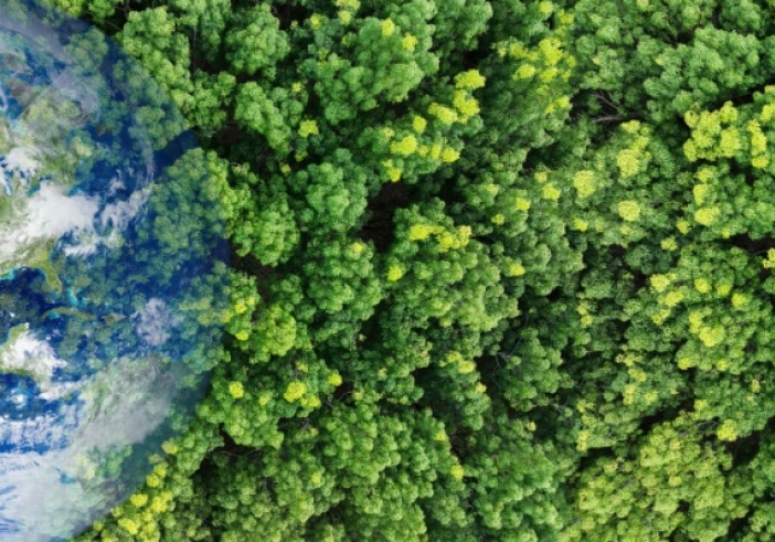 Illustration de l'article : Renouvellement forestier : comment toucher les aides ?