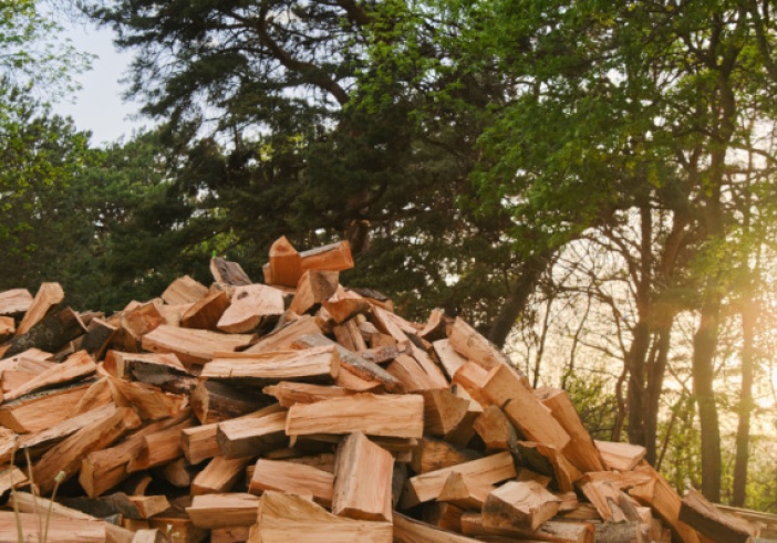 Illustration de l'article : TVA pour le bois de chauffage : une forêt dense !