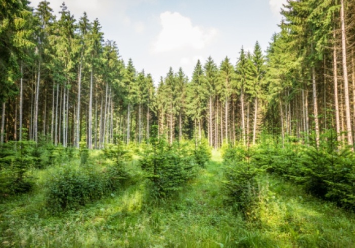 Illustration de l'article : Renouvellement forestier : une aide financière sous conditions
