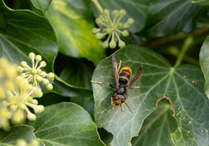 Illustration de l'article : Frelons asiatiques : un plan pour aider les apiculteurs