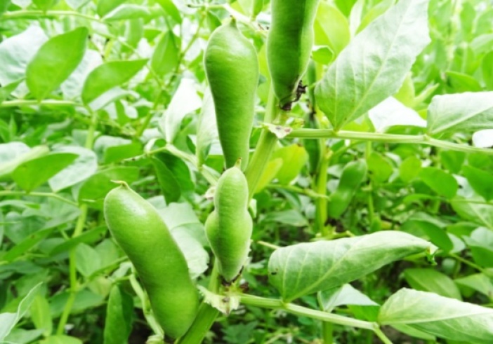 Illustration article : Bactériose vasculaire du haricot : prévenir et guérir