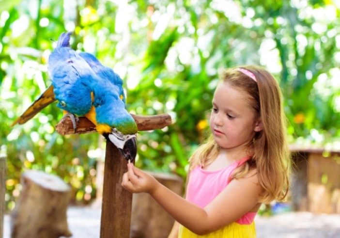 Illustration de l'article : Parcs zoologiques : vers une fin du taux réduit de TVA ?