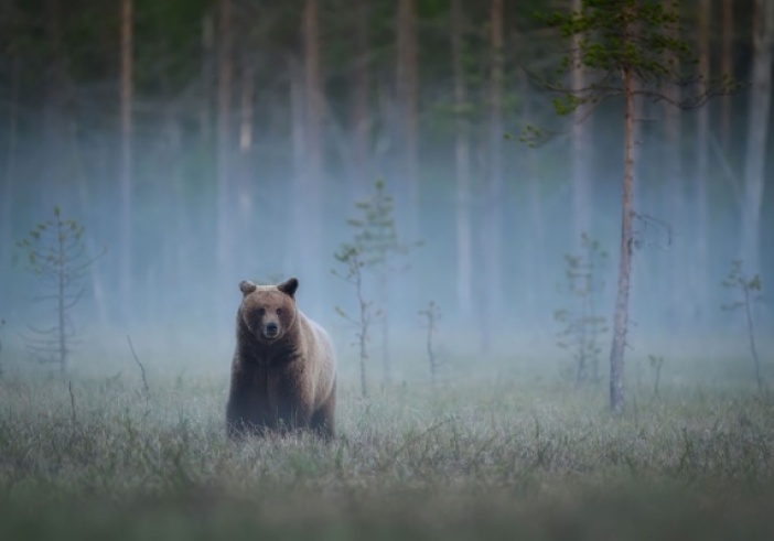 Illustration de l'article : Animaux sauvages : des mesures à signaler