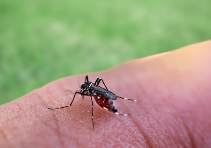 Illustration de l'article : Paludisme en Guyane : plus de tests rapides d'orientation diagnostique !