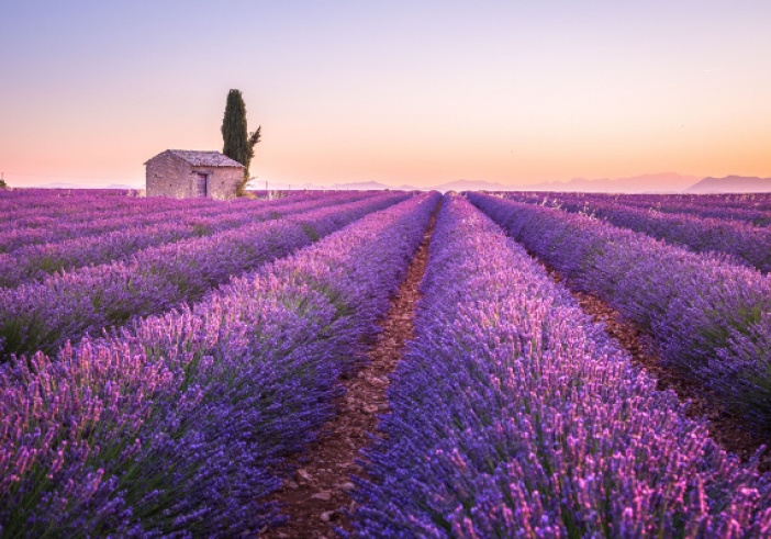 Illustration de l'article : Dispositif d’aide exceptionnelle pour le secteur de la lavande : prolongé ?