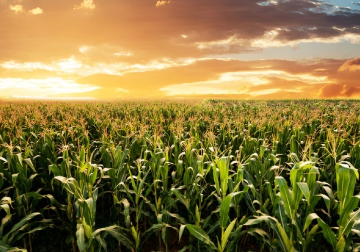 Illustration article : Vente d’une parcelle agricole et préemption de la SAFER : une procédure à respecter