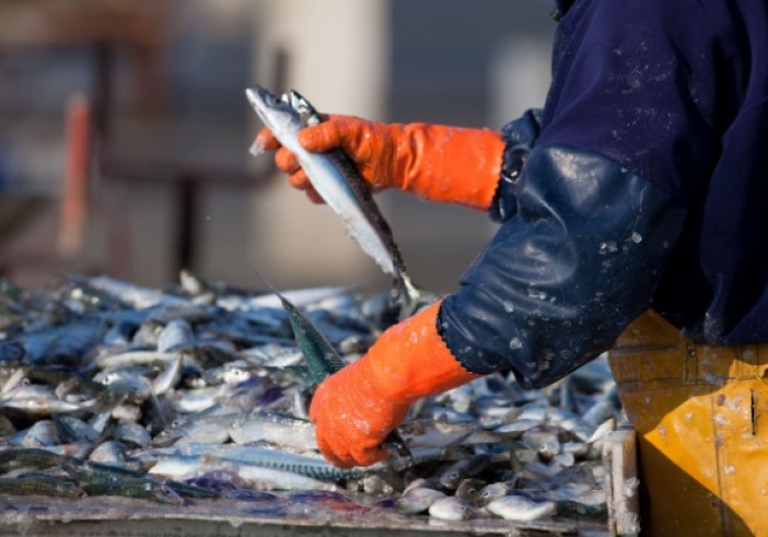 Illustration de l'article : Secteur de la pêche : du nouveau pour les quotas et les activités de pêche