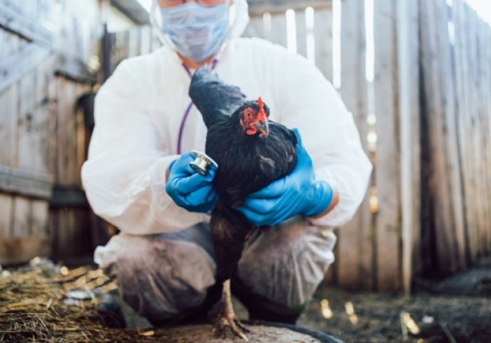 Illustration de l'article : Grippe aviaire : une amélioration pour le printemps 2025 !