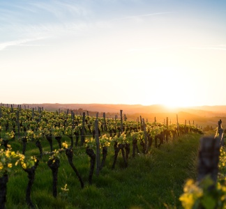 Illustration article : Loi Sempastous : la transmission des sociétés viticoles complexifiée