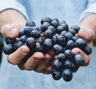 Illustration article : Viticulteurs, agriculteurs : les outils fiscaux à connaître pour 2025<br />
