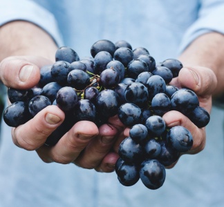 Illustration article : Comment estimer la valeur d’une exploitation viticole ?