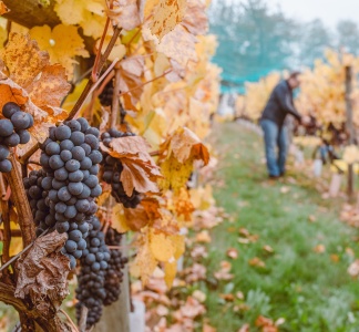 Illustration article : Viticulteurs, agriculteurs : comment optimiser vos droits à la retraite