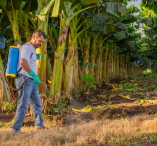 Illustration article : Chlordécone : un portail pour centraliser les informations et les solutions