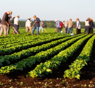 Illustration article : Employeurs agricoles : actualisation de l’exonération TO DE