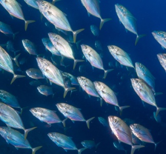 Illustration article : Commande de marchandise : attention à la prescription !