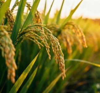 Illustration article : Capital décès : une protection renforcée pour les proches des non-salariés agricoles