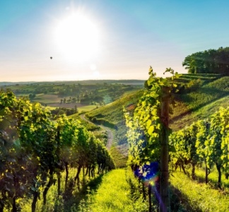 Illustration article : Viticulture : un sursis pour la déclaration des récoltes