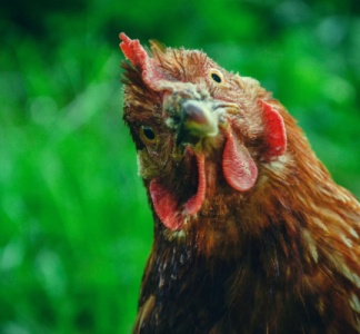 Illustration article : Grippe aviaire : le point sur la situation épidémique et le versement des indemnités