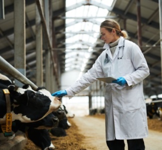 Illustration article : Fièvre ovine : adoption de mesures de surveillance