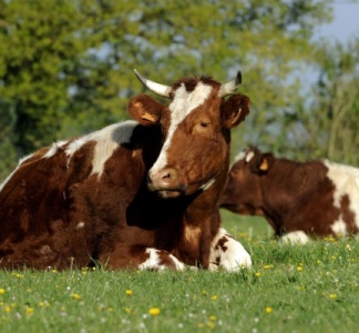 Illustration article : Provision pour hausse de la valeur des stocks de vaches, c’est déjà parti ?