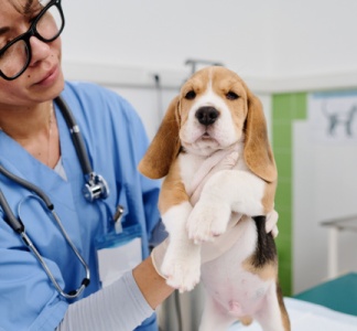 Illustration article : Vétérinaire et poursuite disciplinaire : focus !