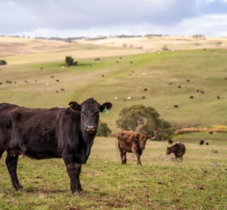 Illustration article : Aides agricoles : précisions pour les bovins et la canne à sucre