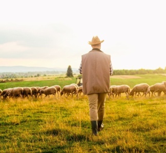 Illustration article : Tuberculose : lutter contre sa propagation dans les troupeaux